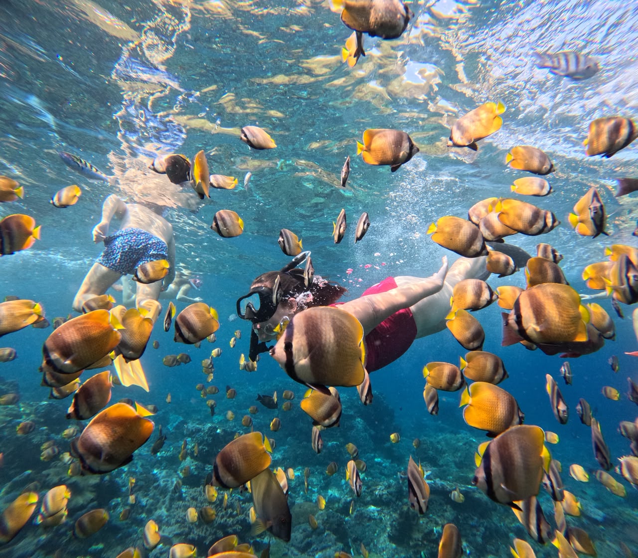 Snorkeler surrounded by butterflyfish