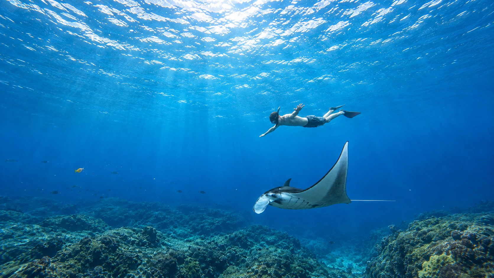 Snorkeler swimming beside a manta ray in blue water at Nusa Lembongan